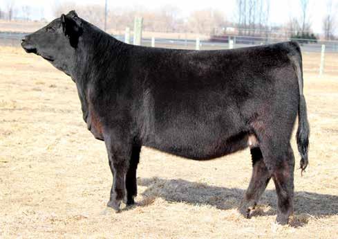 75 122 72 Black Polled Purebred SM Female ASA#3375903 \ Tattoo: E150B \ BD: 2-11-17 Adj : 73 ET \ Adj : N/A This heifer has been catching her share of looks since she got here from our Johnsen Land