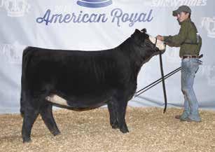Perfection On Ice... Selling 3 IVF Heifer Embryos by LLSF Pays To Believe Lot 44 LLSF Pays To Believe Est PM EPDs: 9 1.05 