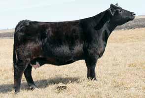 W/C Loaded Up 1119Y Lot 47 SC Pay The Price C11 47 \ Selling 3 IVF Heifer Embryos by W/C Loaded Up 1119Y Est PM EPDs: 7 1.45 56 81.16 7 21 49 9 10.5 Carcass: 20.35 -.27.19 -.05.