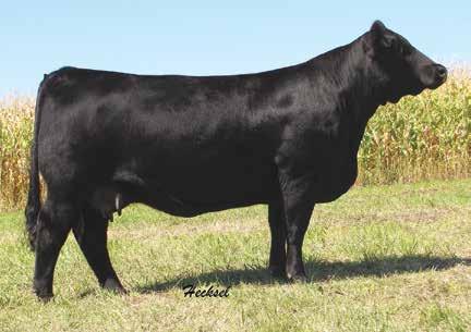 Chanel Y32 45 \ Selling 3 Conventional Embryos by W/C Executive Order Est PM EPDs: 13-1.05 61 95.22 8 22 52 8 9.7 Carcass: 25.05 -.28.18 -.02.