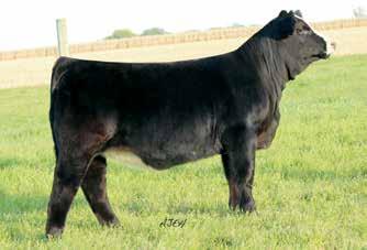 HILB Moonlight Crush B43 GCC What A Girl 101W Lot 53 Selling 3 IVF Non-Sexed Embryos by TJ Main Event Lot 54 Selling 3 Conventional Embryos by W/C Executive Order TJ Main Event 503B Lot 55 Selling 3