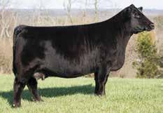 92 137 74 HILB Royal Rumble E102W Halls Black Star X03 Dam We purchased Executive Order embryos our of Adam Hall s beautiful Black Star X03 donor cow couple years ago at the Ohio Beef Expo.