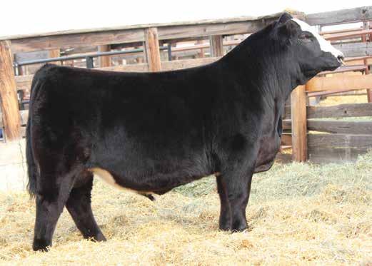 .. Executive Order is continuing to prove that he is committed to making great ones consistently in the Simmental breed.
