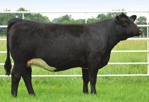 They will both have calves by sale day sired by CCR Force 8029X. Don't miss the opportunity to have one of these leading Lady's in your front pasture.