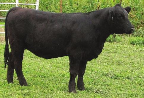 RCC/TCF PERFECTLY SWEET 6 3 63 92 8 15 47 17.4 30 -.29.03 -.073 0.57 103 61 Jade 13A is another heifer with abundant quality.