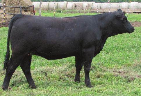 OPEN HEIFERS 2014 Route 66 Road to Success Sale RPK Ivy 80 RPK IVY 027A Consignor: KANOY FARMS BD: 7/29/13 ASA#: 2860845 Tattoo: 027A PB SM SAND RANCH HAND RPK RAINBOW 027Y HHSF RAVEN 10 1 54 77 14