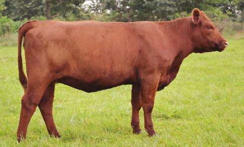 Bred to Bieber Real McCoy Y124, expected calving date November 6, 2014.