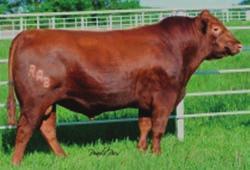 2014 Route 66 Road to Success Sale REFERENCE SIRES NAME REG NUMBER COLOR HPS BREED SIRE RED ANGUS SIRES LCC GRAVITY B252L 786313 Red PB AR BFCK CHEROKEE CNYN 4912 SAR SOUTHERN BOY 804U 1244701 Red PB
