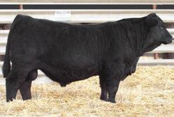 UPGRADE U8676 HTP/SVF DURACELL T52 2392068 PB SM GW PREDESTINED 701T 2414537 Black Polled 1/2 SM 1/2 AN G A R PREDESTINED NICHOLS MANIFEST T79 2416547 Black Polled PB SM NICHOLS LEGACY M72 2435252