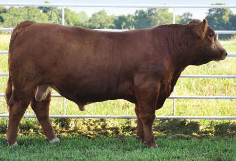 99 155 71 Here is a purebred Simmental bull that's just a complete package, with great EPD's and an attractive look.