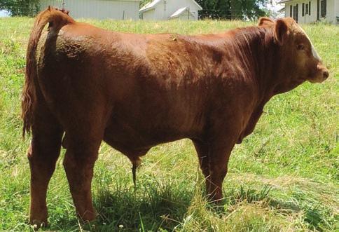 BULLS 2014 Route 66 Road to Success Sale Wilsons Cowboy 9 WILSONS COWBOY Consignor: WILSON SIMMENTALS BD: 8/26/13 ASA#: 2801261 Tattoo: 312A PB SM Polled SVF STEEL FORCE S701 LONG`S STEEL SHOT LONGS
