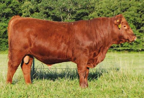 02 10 2 This bull is another Upper Deck son being really well made from top to bottom. Strong topped, good footed, calving ease bull but yet still in top 21% for carcass weight.