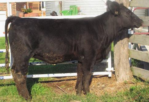 A moderate black baldy heifer AI bred to Triple C Bettis on 5/18/14. If you want to raise a show calf, get in on this cow family.