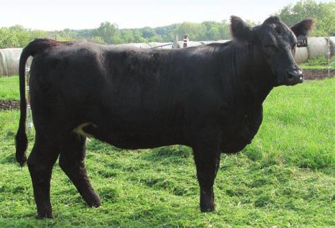 2014 Route 66 Road to Success Sale SPRING CALVING FEMALES 21 RPK MS LJ 29A Consignor: KANOY FARMS BD: 2/10/13 ASA#: 2837222 Tattoo: 29A PB SM STF TRIAGE ST29 STF MISS LJ25 8 2 52 74 12 16 42 16.