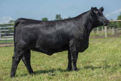 Take a good look at this bred heifer. It s an easy decision to load this one. Remember she will make purebreds. Pasture Exposed 6-15-13 to 7-15-13 to Jauer Missing Link 9060-1005, AAA# 17332380.