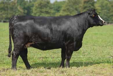 We went clubby on this one, just for something different. Bred AI to hot clubby bull, Believe In Me on 4-9-13. Pasture Exposed 6-15-13 to 7-15-13 to Catchin A Dream, ASA# 2561269.
