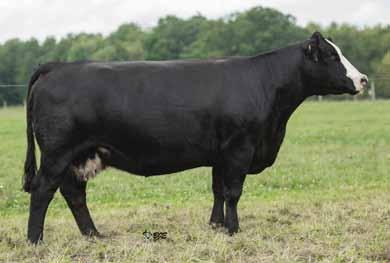42 76 75 Full sib to females Meyer Ranch 734 Mr Black Gx 6W Miss Gx 728R O G L Osage Ellie Hoff Westwind S C 070 O G L Ellie 634-446 Meyer cows are great property and even better when they are backed