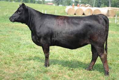 A granddaughter of legendary 58N that has produced many champions at the North American and Denver for Hudson Pines and W and W Cattle to name just a few. This lineage produces value.