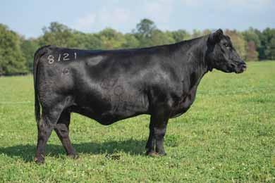 Coleman Dixie Erica 460 and Rendition. This Rendition heifer is a tank. Big-boned, long-spined and big-hipped makes this bred an easy choice to build your herd with.