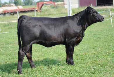 Doug selected her Upgrade dam at the Eichacker sale last winter. A37H is complete, fault free and sound. There is no doubt this Hoover Dam female will be an exceptional bred heifer.
