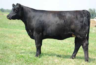 Chloe dam is a good one and the reason, GW Jet Black. This female has superb disposition. This female is soft made and deep flanked. She will calve up early to Top Grade.