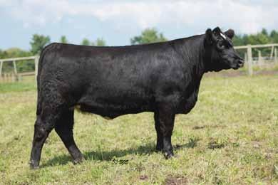 A female with strong calving and will be sure fire replacement heifer. Spice Girl is the top 5 % for CE and top 15% for API. Here is one that is deep flanked. Look for Upgrade calf to be a good one.
