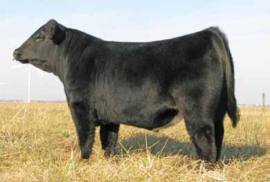 1 W/C Catchin A Dream 27X Wagr Dream Catcher 03R KA TCF Independence S30L 621 FSCI Sage Sage is an easy-doing, powerful bred heifer that will not dissapoint you when you study her smooth shoulder,