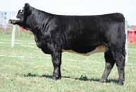 Lot 53A: Heifer calf, tattoo A80H, calved 8-19-13. BW: 65 lb., by RHFS Upscale Y33H, ASA# 2581665. 54 RHFS Ebonys Dream Y75H Purebred ASA# 2636250 BD: 3/21/11 Tattoo: Y75H ADJ BW: 80 12.4 1.7 65 87.