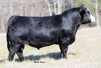 awfully good young cow with a moderate frame score. Check her over. Bred AI 4-10-13 to SVF Allegiance, ASA# 2638036. Confirmed pregnant with a due date of 1-20-14 with a bull calf per ultrasound.