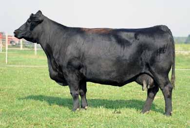 We should have retained all of them no doubt. We are in the business to sell and share our genetics with different programs. This purebred Angus is deep and soggy with loads of capacity.