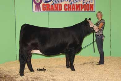 JC Ms Intimidator 311N was the high seller in the 2011 sale going to the Maxwell family for $10,000. 311N is probably the best cow to walk the pastures at Rolling Hills.