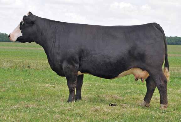 JC Ms Intimidator 311N JC Ms Intimidator 311N embryos 1B 1C Selling 3 embryos guaranteeing one pregnancy if done by a certified embryologist.
