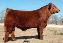 Wetonka 1413 Genetics from FSC Ericas Lutton are as consistent as they come. This Lutton x Rigth Time daughter does everything right.