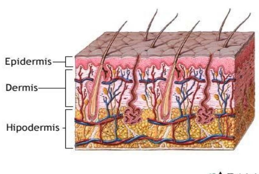 Implant thread layer skin In the epidermis, the needle is more or less visible, skin whitening occurs. The needle into dermis is resistant to inject, there's visisble skin elevation.