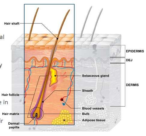 Analysis of hair follicle hair follicle or root shaft Follicle is one of the most complex and specialized structure and needs big quantity of energy and an effective protective