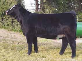 .. 65.2 YW... 100.8 MCE... 10.9 MM... 22.1 MWW... 54.7 API... 100.6 Outstanding cow families produce the consistent results. The U53 cow family shows up multiple times in this catalog.