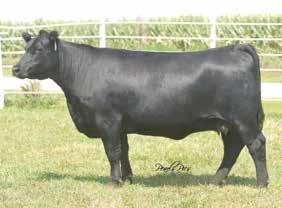 Innocent Man Lot #43 BF BLACK SIMMENTALS 5 #1 Embryos WC BF Innocent Man x BF Miss Confide In Me ASA# 2639570 Lot #44 BF BLACK SIMMENTALS Miss Confide In Me 5 #1 Embryos Lock N Load x BF Miss Confide