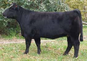 #68 Lot #68 NP CATTLE CO.