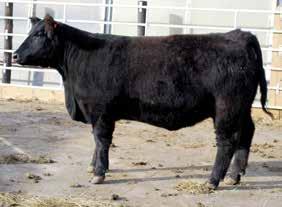 COMMERCIAL BREDS Lot #82 SCHRAM CATTLE CO. A43 Tattoo: A43 Birth Date: 2/25/13 Sinclair Hide N Watch Sim-Angus { Hide N Watch Sim No bull/pasture exposure!
