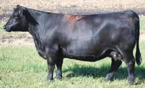 Lot #89 Lang Texas Star / Zeis Miss Colby B074 COW/CALF PAIRS ASA #2537711 / 2897868 Tattoo: 217X / B074 Cow Birth Date: 2/28/10 3/4 SM 1/4 AN CE... 3.7 Meyer Ranch 734 3C Macho M450 BZ BW... 1.9 { 3C Crocus H112 B WW.