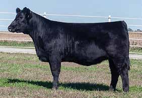 #11 Lot #11 BF BLACK SIMMENTALS BF Miss Unshackled Felt ASA #2869978 Tattoo: B121 Birth Date: 2/1/14 3/8 SM 5/8 AN SVF Steel Force S701 BF Unshackled{ Collins Meyer 7167 1969 CE... 7.1 BW... 1.6 WW.
