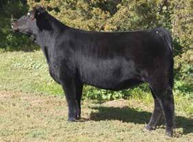 9 #12 BF Miss Juanada 211 is the natural calf out of our GCC Juanada 124Y cow and our BF Unshackled bull.