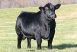 1.9 63 89.16 11 21 53 10 10.4 25.3 -.34.05 -.044.91 115 67 A.I. Sire: W/C Executive Order 8543B on 1/12/18 Safe Est. Plan Mating : 13 -.4 65 99.21 9 23 56 10 10.35 Carcass: 27.9 -.32.19 -.03.