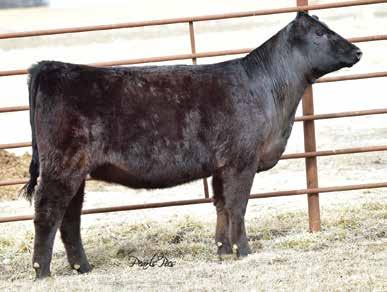 94 142 78 Pasture Sire: VLF Glamour s Reactor from 2/10 to 3/10/18 Cover Girl is a gorgeous red head that is feminine and elegant in her design, long bodied, loose structured and perfect on her feet