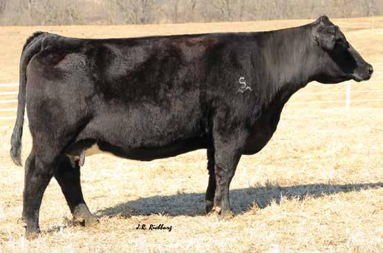 76 108 70 Pasture Sire: SC Pay Off D110 from 12/10 to 1/30/18 Est. Plan Mating : 7 2.9 74 111.23 8 17 54 9 6.75 Carcass: 39.75 -.25.22 -.04.