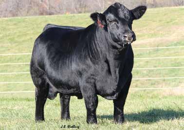 55 CNS Pays To Dream T759 LLSF Pays To Believe ZU194 LLSF Ura Baby Doll U194 O C C Legend 616L Double R Miss T6 PVFS Rosayn 366N HBE Miss Pay Off D6 H BE Simmental ASA#3109850 BD: 2/15/16 Tattoo: D6
