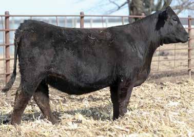 23 7 14 42 9 8.75 Carcass: 27.0 -.02.58.01.35 130 69 Pasture Sire: Double R Mr. Moose from 6/20 to 7/5/17 Miss Pay Off is a big stout Pays To Believe daughter.