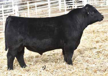15.26 -.023.54 128 71 D65 is a nice made Yellowstone 2 yr old. She goes back to the famous Shoal Creek donor Ruby 2184. Nice in her type and kind with a Graduate heifer calf at side.