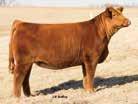 She s due to calve prior to sale day, and will sell with her calf by the back to back NWSS Champion, SC Pay the Price C11.