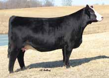 77 134 71 SEMEN AVAILABLE AT $100/UNIT THROUGH CATTLEVISIONS From all of us at Shoal Creek, congratulations to Volk Livestock, Gateway Genetics, Gana Farms, and their partners on the success with